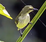 greenish-brown sunbird with whitish-yellow undersides and black bill