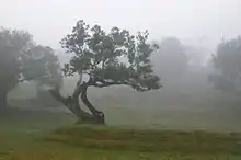 Large trees with grass between them in mist