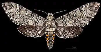 Female - Dorsal side