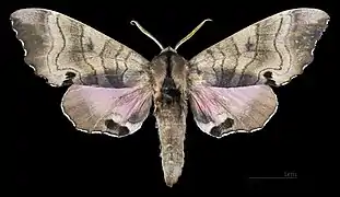 Male M. g. carstanjeni