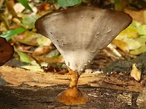 Yellow foot of fruiting body