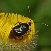 Deraeocoris ruber