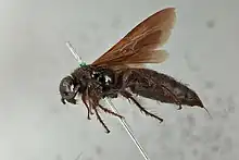 S. carbonaria collected in Algeria.