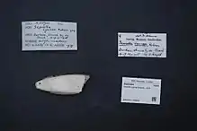 Sepiella cyanea shell at Zoölogisch Museum Amsterdam