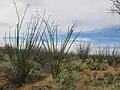 Ocotillo in the SRER.