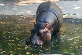 Hippopotamus