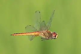 Pantala flavescens (globe skimmer) male, in flight, in a paddy field of Don Det.