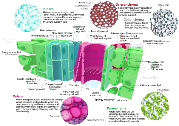 Cross section of a leaf showing various plant cell types