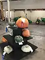 Pumpkins on exhibit at the Yolo County Fair
