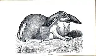 Oar lop earsIllustration by E. Whimper, ca. 1862