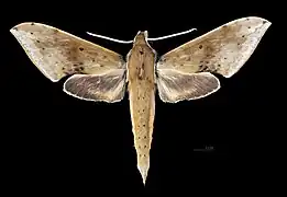 R. c. formosana, dorsal view