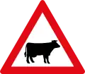 Cattle ahead