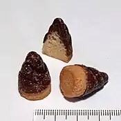 Takenoko no sato&nbsp;[ja]