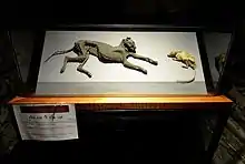 A glass display case containing the mummified remains of a cat and a rat facing each other.