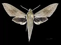 Male dorsal (coll.MHNT)