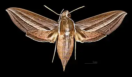 Theretra lycetus  ♀