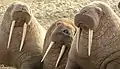 Three walrus near Cape Lisburne