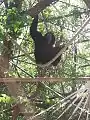 Siamang
