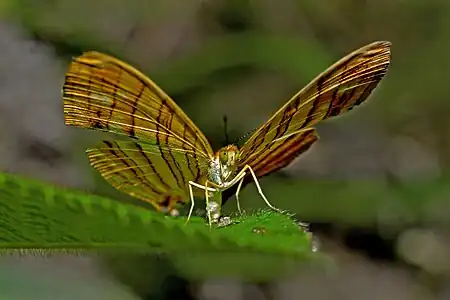 Ventral view