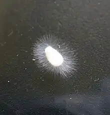 Mainly Achlya sp. Isolated from small stream around rice field. Incubated in room temperature on hemp seed