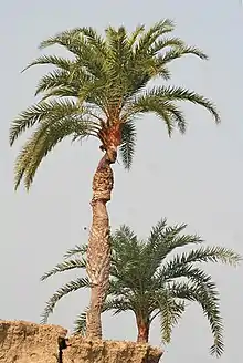 Wild Date Palm (Sendhi, Salma, Khaji, Khajur in Hindi, "खजूर" khajūr in Marathi, Khejur in Bengali,Kharjoora in Kannada, Itcham-pannai, "Paereecham in Tamil") -- Phoenix sylvestris