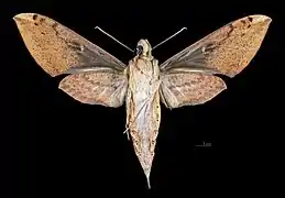 Xylophanes sarae female ventral