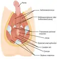 Muscles of male perineum.