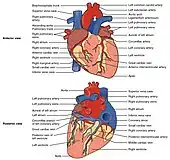 The human heart viewed from the front and from behind