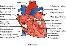 Frontal section of the human heart