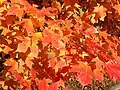 Closeup of autumn foliage