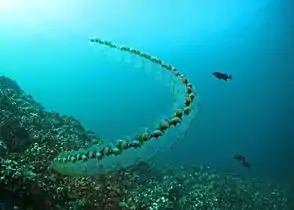 Salp chain