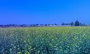 Mustard fields in a village of Shri Ganganagar district (Rajasthan, India).