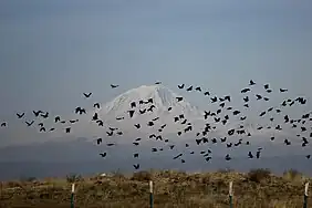 Mount Ararat and flock of birds.