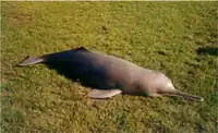 Dead dolphin lying on grass