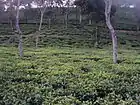 A Tea Garden of Cachar, Assam, India