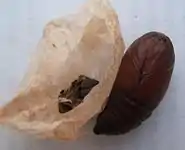 Luna moth cocoon and pupa