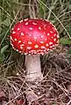 Psychotropic mushroom Amanita muscaria, commonly known as "fly agaric"
