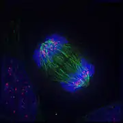 Anaphase: Kinetochore microtubules pull the two sets of chromosomes apart, and lengthening polar microtubules push the halves of the dividing cell further apart, while chromosomes are condensed maximally.