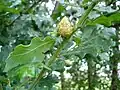 Oak artichoke gall (Andricus fecundator)