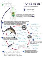Life cycle of the parasitic Anisakis worm