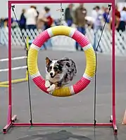 A blue merle in a dog agility competition