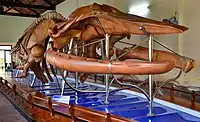 Fin whale skeleton at the Van Thuy Tu Temple