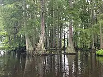 Cluster of bald cypress trees in Trap Pond State Park in Southern Delaware