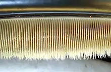 Photo displaying dozens of baleen plates: The plates face each other, and are evenly spaced at approximately 0.25 in (1 cm) intervals. The plates are attached to the jaw at the top, and have hairs at the bottom end.