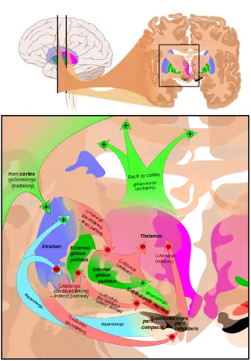 At the top, a line drawing of a side view of the human brain, with a cross section pulled out showing the basal ganglia structures in color near the center. At the bottom an expanded line drawing of the basal ganglia structures, showing outlines of each structure and broad arrows for their connection pathways.