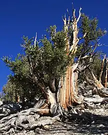 Ancient Pinus longaeva, California, US