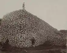 1870s photo of American bison skulls. By 1890, overhunting had reduced the population to 750.