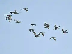 Black-tailed godwit, Limosa limosa