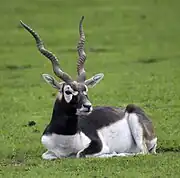 A male blackbuck in the Nilgiri Mountains