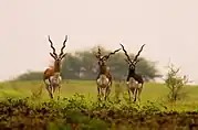 Blackbucks in Ranibennur Blackbuck Sanctuary